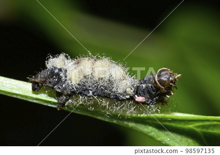 被寄生蜂寄生的毛毛蟲 98597135