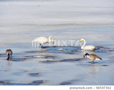 Love of swans Love of swans 98597302