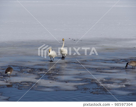 Love of swans Love of swans 98597304