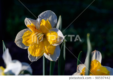 beautiful summer Split-crowned daffodils Split-Corona 98597442
