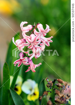 beautiful glade Hyacinth 98597446