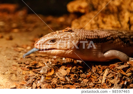 Beautiful blue-eyed skink lizard, tiliqua scincoides Beautiful blue-eyed skink lizard, tiliqua scincoides 98597465