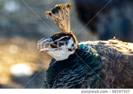 beautiful peacock head with a tuft 98597507