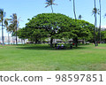 lovely tree in hawaii 98597851