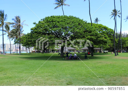 lovely tree in hawaii 98597851