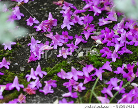 八津散步 八津散步 98598431