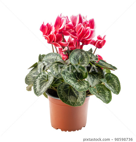 Red and white cyclamen flowers 98598736