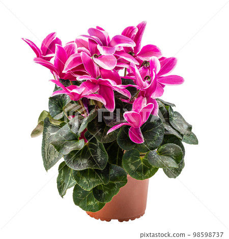 Pink and white cyclamen flowers 98598737