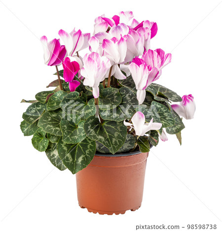 Blossoming cyclamen white with pink 98598738