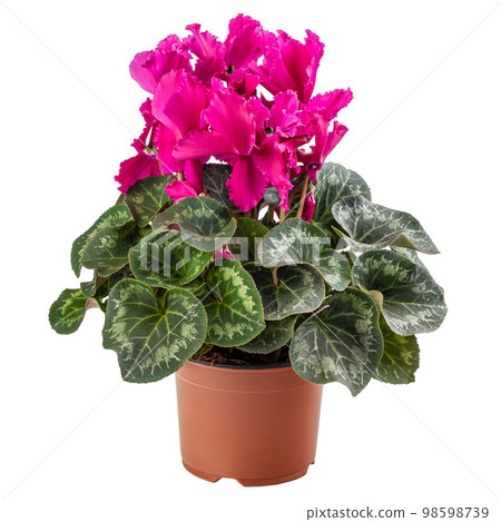 Beautiful flower of pink cyclamen Beautiful flower of pink cyclamen 98598739