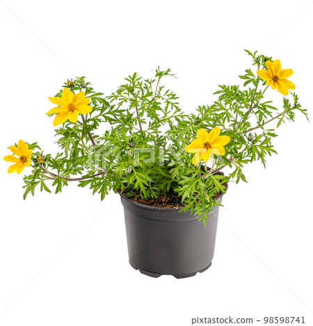 Potted Potentilla fruticosa 98598741