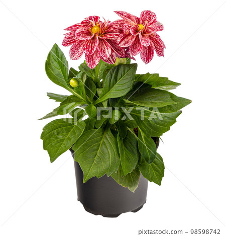 Potted bicolor white red dahlia flowers Potted bicolor white red dahlia flowers 98598742