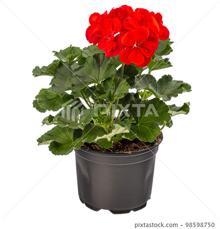 Geranium or pelargonium flowers 98598750