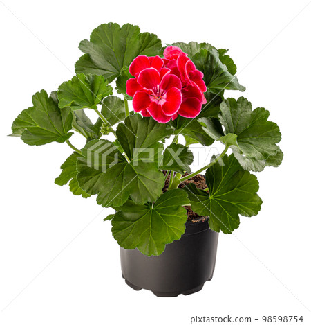 Pelargonium plant with red flower 98598754