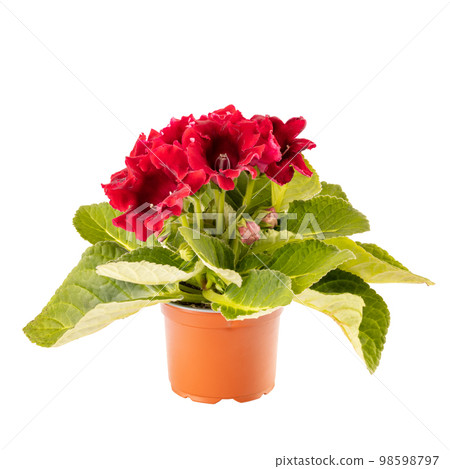 Gloxinia in a flower pot 98598797