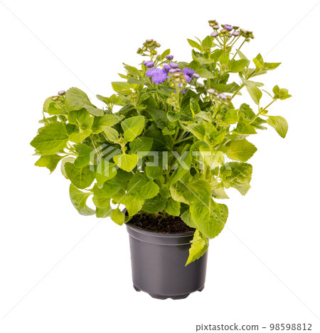 Ageratum houstonianum or floss flower Ageratum houstonianum or floss flower 98598812