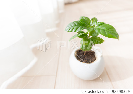 客廳窗台上的盆栽植物 98598869