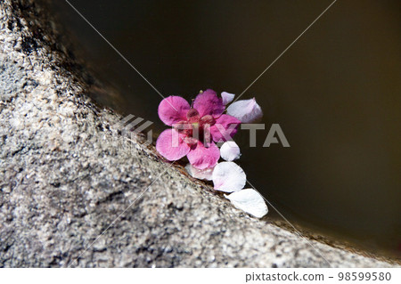 落池紅梅 98599580