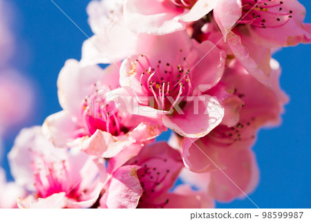 blooming peach trees on blue sky background 98599987