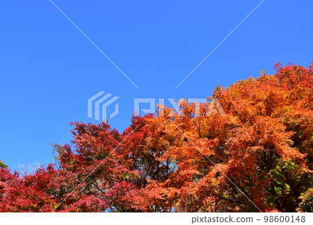 有色葉的秋天圖像公園 有色葉的秋天圖像公園 98600148