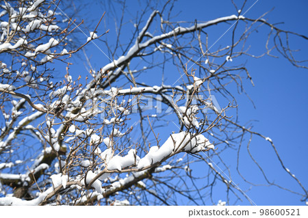 園林樹上積雪的景色 98600521