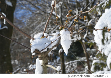 Scenery of snow piled up on garden trees 98600527