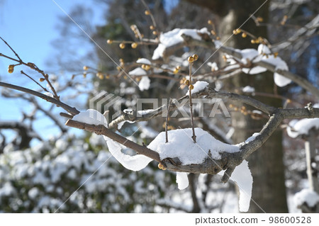園林樹上積雪的景色 園林樹上積雪的景色 98600528