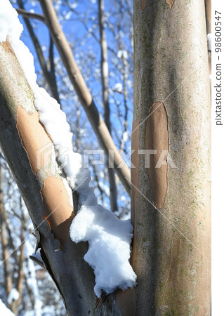 Scenery of snow piled up on garden trees Scenery of snow piled up on garden trees 98600547