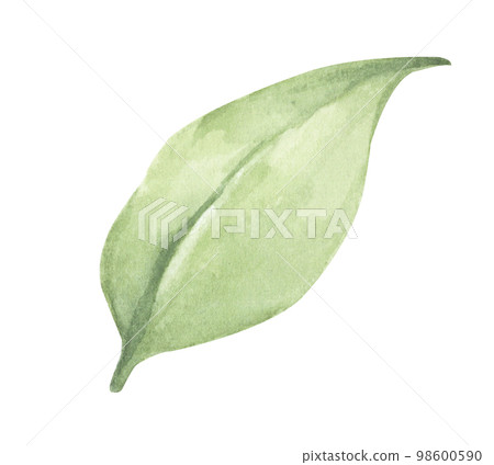 Watercolor painting of Green leaves Watercolor painting of Green leaves 98600590