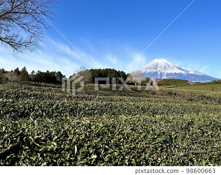 茶園和富士山 98600663