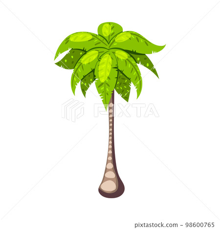Isometric Palm Illustration 98600765