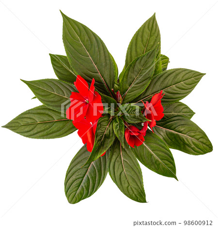 Red impatiens walleriana flowers Red impatiens walleriana flowers 98600912