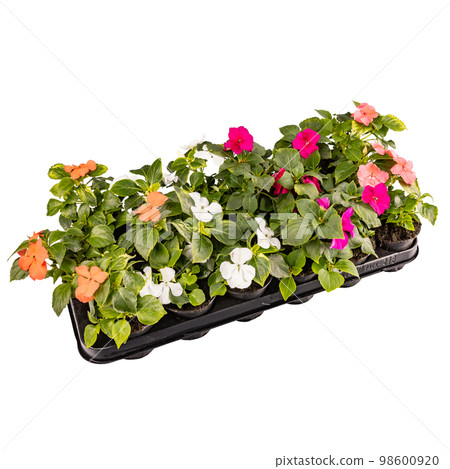 Seedlings of impatiens plants Seedlings of impatiens plants 98600920