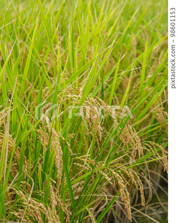 農業_成熟水稻的形象 98601153