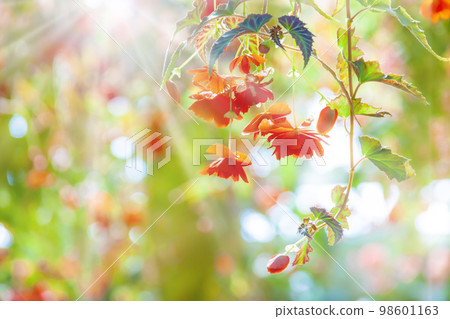 Begonia flowers 98601163
