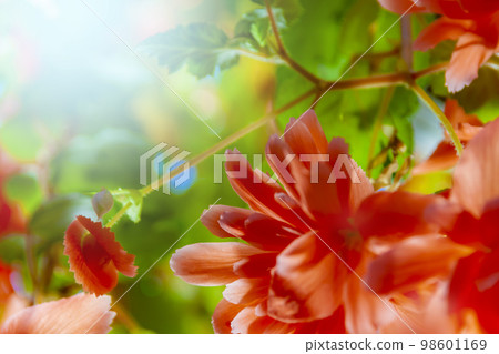 Begonia flowers Begonia flowers 98601169