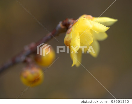 五香粉一月的花和芽 98601320