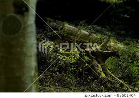fallen tree with moss 98601404
