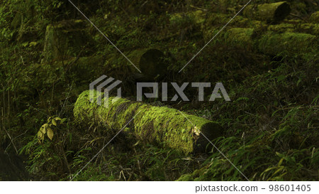 fallen tree with moss 98601405