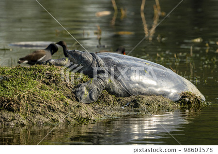Nilssonia gangetica or Indian softshell or Ganges softshell turtle vulnerable species closeup with reflection in water basking in winter season of keoladeo national park bharatpur rajasthan India asia 98601578