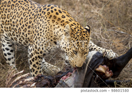 closeup shot of wild fully grown adult male leopard or panther or panthera pardus fusca feeding eating meat of blue bull or nilgai after hunting during safari at jhalana forest reserve jaipur india closeup shot of wild fully grown adult male leopard or panther or panthera pardus fusca feeding eating meat of blue bull or nilgai after hunting during safari at jhalana forest reserve jaipur india 98601580