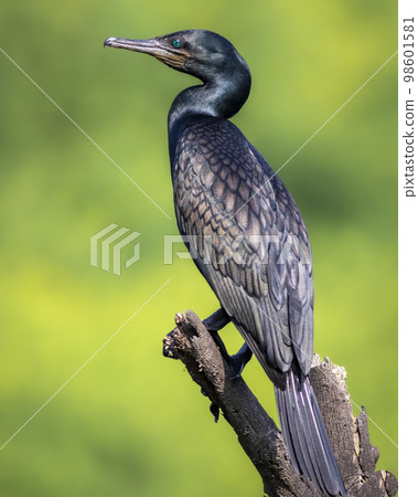 indian cormorant or Indian shag or Phalacrocorax fuscicollis portrait Non breeding bird with blue iris in natural green background at keoladeo national park bird sanctuary bharatpur rajasthan india indian cormorant or Indian shag or Phalacrocorax fuscicollis portrait Non breeding bird with blue iris in natural green background at keoladeo national park bird sanctuary bharatpur rajasthan india 98601581