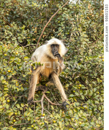 Northern Plains Gray Langur or Semnopithecus entellus portrait on tree feeding or eating Jujube or ber fruit tree with face expression at Panna national park Tiger Reserve Madhya Pradesh India asia Northern Plains Gray Langur or Semnopithecus entellus portrait on tree feeding or eating Jujube or ber fruit tree with face expression at Panna national park Tiger Reserve Madhya Pradesh India asia 98601583