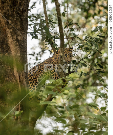 wild male leopard or panther or panthera pardus fusca on tree trunk in natural green background at dhikala zone of jim corbett national park forest uttarakhand india asia wild male leopard or panther or panthera pardus fusca on tree trunk in natural green background at dhikala zone of jim corbett national park forest uttarakhand india asia 98601584