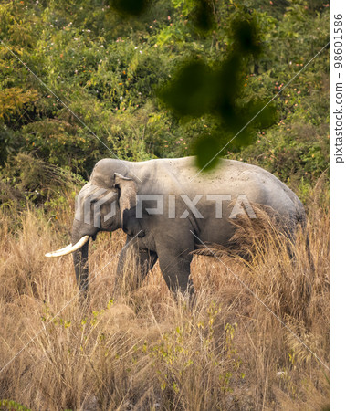 wild asian male elephant or tusker or Elephas maximus indicus with big tusks in grassland of dhikala zone at jim corbett national park forest uttarakhand india asia wild asian male elephant or tusker or Elephas maximus indicus with big tusks in grassland of dhikala zone at jim corbett national park forest uttarakhand india asia 98601586