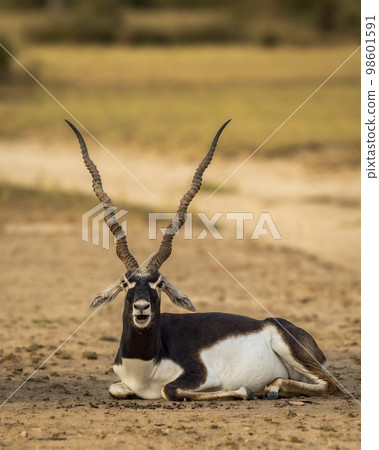 wild male blackbuck or antilope cervicapra or indian antelope closeup or portrait in natural green background at Blackbuck National Park Velavadar bhavnagar gujrat india asia 98601591