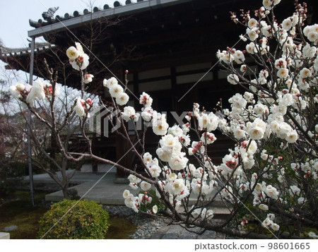 Plum blossoms blooming at Seiryoji Temple in Kyoto 98601665