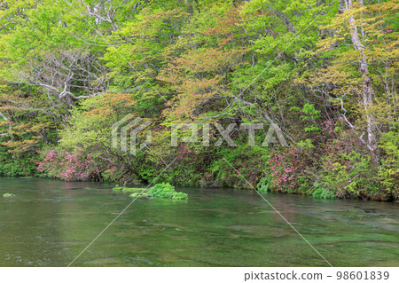 東北_杜鵑花盛開的水邊風景 98601839