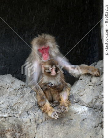 Parent and child of Japanese macaques sheltering from the rain Parent and child of Japanese macaques sheltering from the rain 98602218