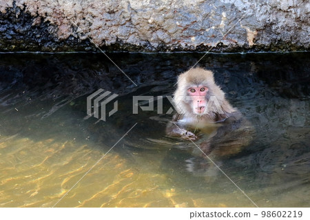 Japanese macaque eating algae in the water 98602219